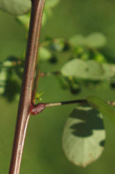 Longstalked Leaf-flower, Phyllanthus tenellus, VZ (10)