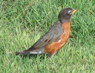 American Robin, Turdus migratorius (1)