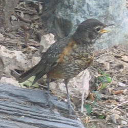 American Robin, Turdus migratorius, juv