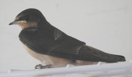 Barn Swallow, Hirundo rustica, juv, Pangburn (1)
