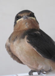 Barn Swallow, Hirundo rustica, juv, Pangburn (3)