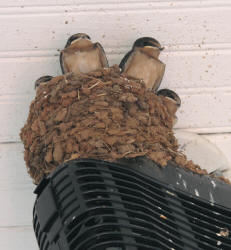 Barn Swallow, Hirundo rustica, juv, Pangburn