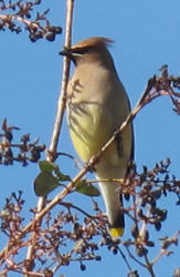 Cedar Waxwing, Bombycilla cedrorum (1)