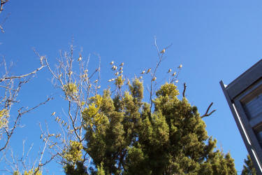 Cedar Waxwing, Bombycilla cedrorum