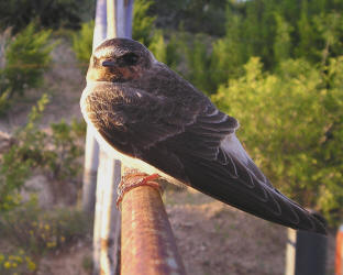 Cliff Swallow, Petrochelidon pyrrhonota, Tom, 08 10 06 (1)