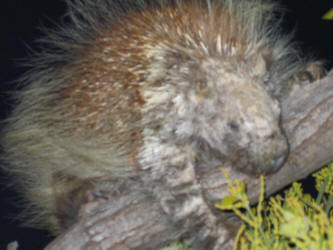 North%20American%20Porcupine,%20Erethizon%20dorsatum,%20sick%20%2814%29_small.jpg