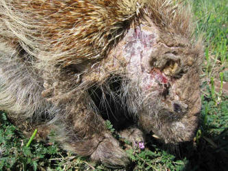 North%20American%20Porcupine,%20Erethizon%20dorsatum,%20sick%20%2819%29_small.JPG