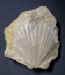 Pecten.jpg (69628 bytes)