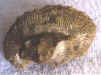 Didymocerous Helioceras.jpg (118198 bytes)
