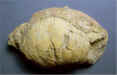 Domatoceras umbilicatum 1b.jpg (167801 bytes)