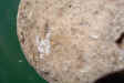 Montastrea roemeriana - close-up.jpg (122419 bytes)