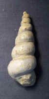Turritella seriatim-granulata (cast).jpg (98890 bytes)