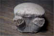 Mosasaur vertebra 1.jpg (137008 bytes)
