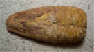 Orthacanthus - shark coprolite.jpg (96467 bytes)