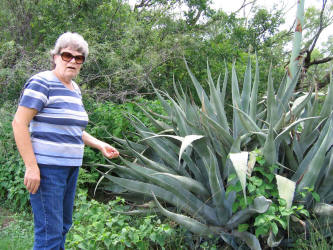 Century Plant, Agave americana (1)