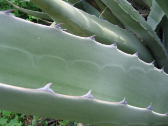 Century Plant, Agave americana (2)