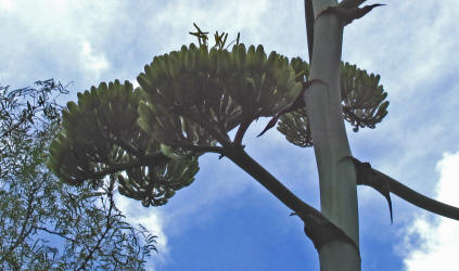 Century Plant, Agave americana (3)