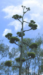 Century Plant, Agave americana
