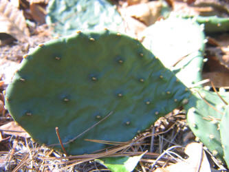 Eastern Prickly Pear, Opuntia humifusa, VZ (1)