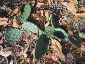 Eastern Prickly Pear, Opuntia humifusa, VZ