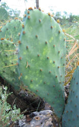 Erect Prickly Pear, Opuntia stricta, A (1)