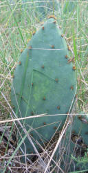 Erect Prickly Pear, Opuntia stricta, A (2)