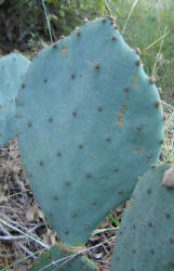 Erect Prickly Pear, Opuntia stricta, A (3)