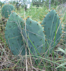 Erect Prickly Pear, Opuntia stricta, A (4)