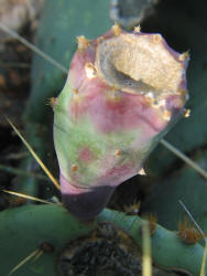 Erect Prickly Pear, Opuntia stricta, A (6)