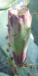 Erect Prickly Pear, Opuntia stricta, A (7)