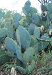 Erect Prickly Pear, Opuntia stricta, A