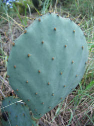 Erect Prickly Pear, Opuntia stricta, B (1)