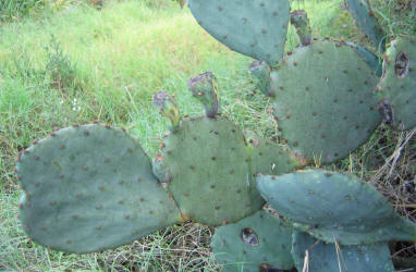 Erect Prickly Pear, Opuntia stricta, B (2)