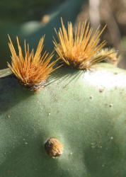 Erect Prickly Pear, Opuntia stricta, B (3)