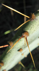 Erect Prickly Pear, Opuntia stricta, B (4)