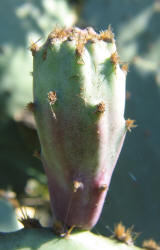 Erect Prickly Pear, Opuntia stricta, B (5)