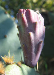 Erect Prickly Pear, Opuntia stricta, B (6)