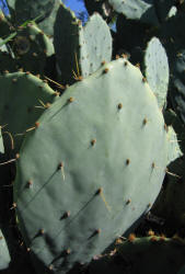 Erect Prickly Pear, Opuntia stricta, C (1)