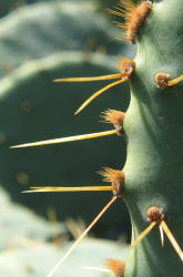 Erect Prickly Pear, Opuntia stricta, C (2)