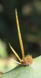 Erect Prickly Pear, Opuntia stricta, C (3)