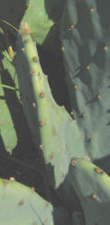 Erect Prickly Pear, Opuntia stricta, C (4)