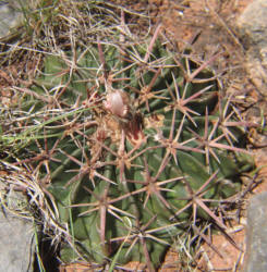 Horse Crippler, Echinocactus texensis