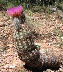 Lace Cactus, Echinocereus reichenbachii (3)