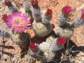 Lace Cactus, Echinocereus reichenbachii (7)