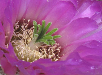 Lace Cactus, Echinocereus reichenbachii (8)