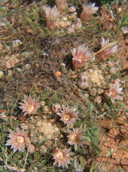 Little Nipple Cactus, Mammillaria heyderi (1)