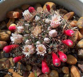 Little Nipple Cactus, Mammillaria heyderi