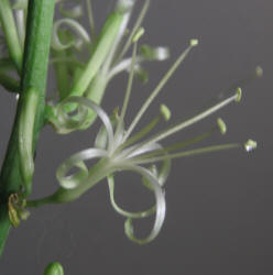 Mother-in-law's Tongue, Sansevieria trifasciata (1)