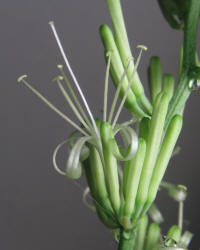 Mother-in-law's Tongue, Sansevieria trifasciata (2)