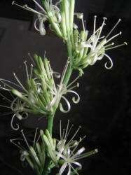 Mother-in-law's Tongue, Sansevieria trifasciata